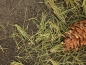Preview: conifer/needle - small - 20g